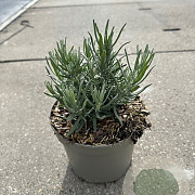 Lavandula ang. 'Munstead' GM 2,0L