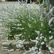 Lavandula int. 'Edelweiss' GM C1.5