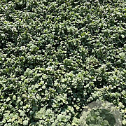 Lamium mac. 'White Nancy' GM 2,0L
