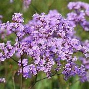 Limonium gmelinii Dazzle Rocks GM 2,0L