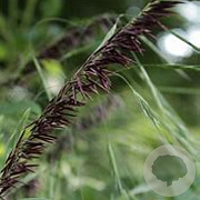 Melica altissima 'Atropurpurea' GM 2,0L