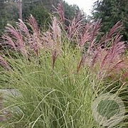 Miscanthus sin. 'Morning Light' GM C5