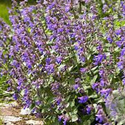 Nepeta faassenii GM 2,0L