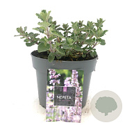 Nepeta faassenii 'Six Hills Giant' GM 2,0L