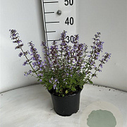 Nepeta 'Purssian Blue' GM 2,0L