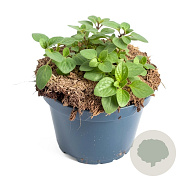 Origanum laevigatum 'Herrenhausen' GM 2,0L