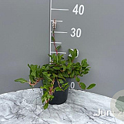Persicaria aff. 'Donald Lowndes' GM 2,0L