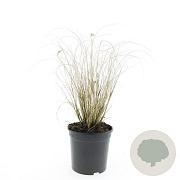 Pennisetum al. 'Hameln' GM C1.5