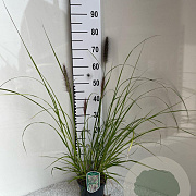 Pennisetum al. 'Redhead' GM 2,0L