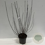 Physocarpus opulif. Lady in Red 15-20 cm 2,0L