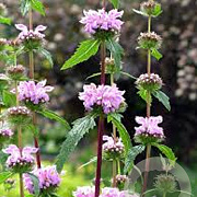 Phlomis tuberosa GM 2,0L