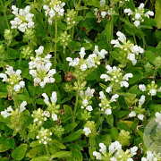 Prunella grand. 'Alba' GM 2,0L