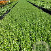 Rosmarinus officinalis GM 2,0L