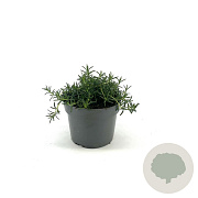 Rosmarinus off. 'Prostratus' GM 2,0L