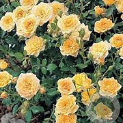 Rosa (P) Yellow Fairy GM C1.5
