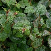 Rubus tricolor GM 2,0L