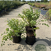 Sanguisorba minor GM 2,0L