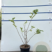 Sambucus nigra 60-80 cm 7,5L