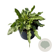 Salvia nem. 'Amethyst' GM 2,0L
