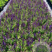 Salvia nem. 'Blaukönigin' GM 2,0L