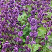 Salvia vert. 'Purple Rain' GM 2,0L