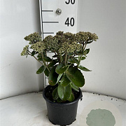 Sedum t. Seduction Pink Passion GM 2,0L