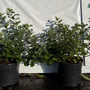 Spiraea betulifolia 'Tor' GM 2,0L