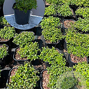 Thymus serpyllum GM 2,0L