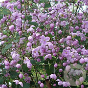 Thalictrum 'Splendide' GM 2,0L