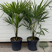 Trachycarpus fortunei 60-80 cm 5,0L