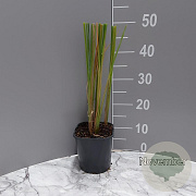 Typha angustifolia GM 2,0L