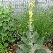 Verbascum bombyciferum GM 2,0L