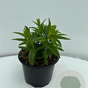 Veronica longif. 'Alba' GM 2,0L