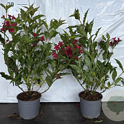 Weigela 'Red Prince' GM 2,0L