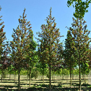Acer campestre 'Red Shine' 14-16 HO draadkluit
