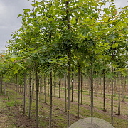 Acer freemanii Autumn Blaze 14-16 HO draadkluit