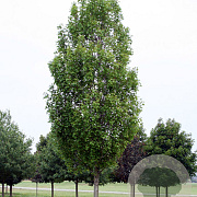 Acer freemanii 'Armstrong Two' 16-18 cm draadkluit