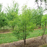 Acer griseum 200-250 cm draadkluit meerstammig