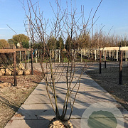 Amelanchier lamarckii 250-300 cm draadkluit meerstammig