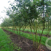 Amelanchier lamarckii 300-350 cm draadkluit meerstammig