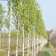 Betula ermanii 'Holland' 14-16 HO draadkluit