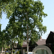 Betula ermanii 'Holland' 18-20 HO draadkluit