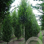 Carpinus bet. 'Fastigiata' 16-18 HO draadkluit
