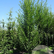 Carpinus bet. 'Fastigiata' 18-20 HO draadkluit geveerd
