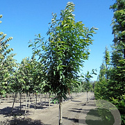 Castanea sativa 20-25 HO draadkluit