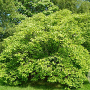 Celtis sinensis 16-18 cm draadkluit