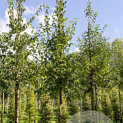 Cornus mas 12-14 HO draadkluit
