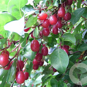 Elaeagnus multiflora 12-14 HO draadkluit