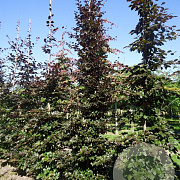 Fagus syl. 'Atropunicea' 18-20 HO draadkluit geveerd
