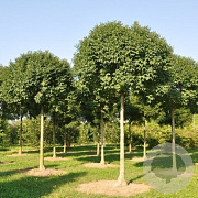 Fraxinus ornus 'Obelisk' 10-12 HO draadkluit
